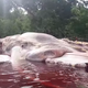 Imagen: YouTube/Patasiwa Kumbang Amalatu